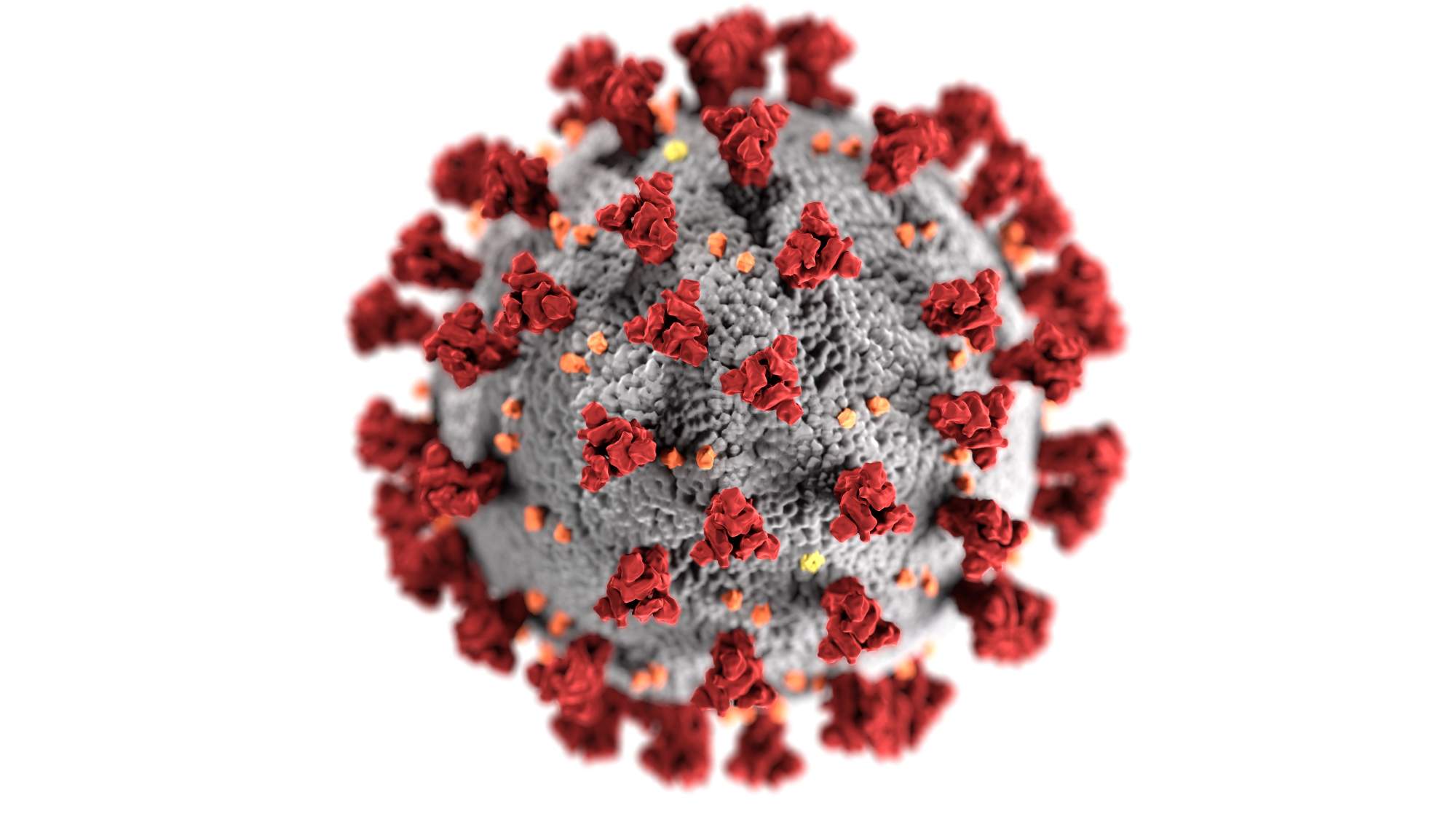 novel-coronavirus-ru novel-coronavirus-ru